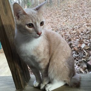 Meet your Posher, Adam